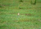 Tapuit (Northern wheatear) Oenanthe oenanthe - Khogno Khan 11-08-2016 (2)